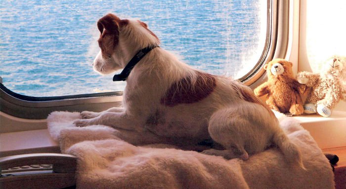 Amici a quattro zampe: cane in cabina traghetto